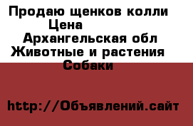 Продаю щенков колли › Цена ­ 15 000 - Архангельская обл. Животные и растения » Собаки   